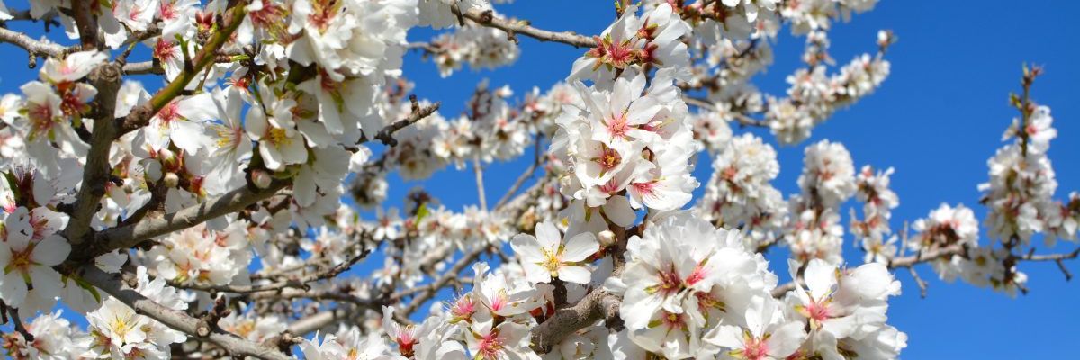 Almond blossom against a blue sky, Ibiza in late winter